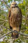 Brazil-Pantanal Black-collared hawk in tree Art Print